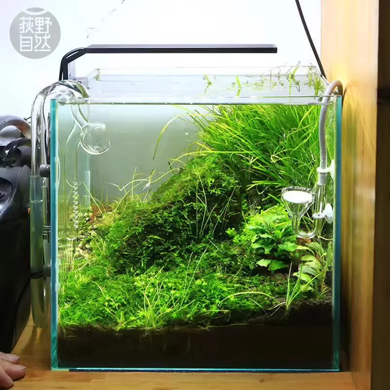 Aquarium Fish Background - Chihiros Série C ADA Estilo Planta
