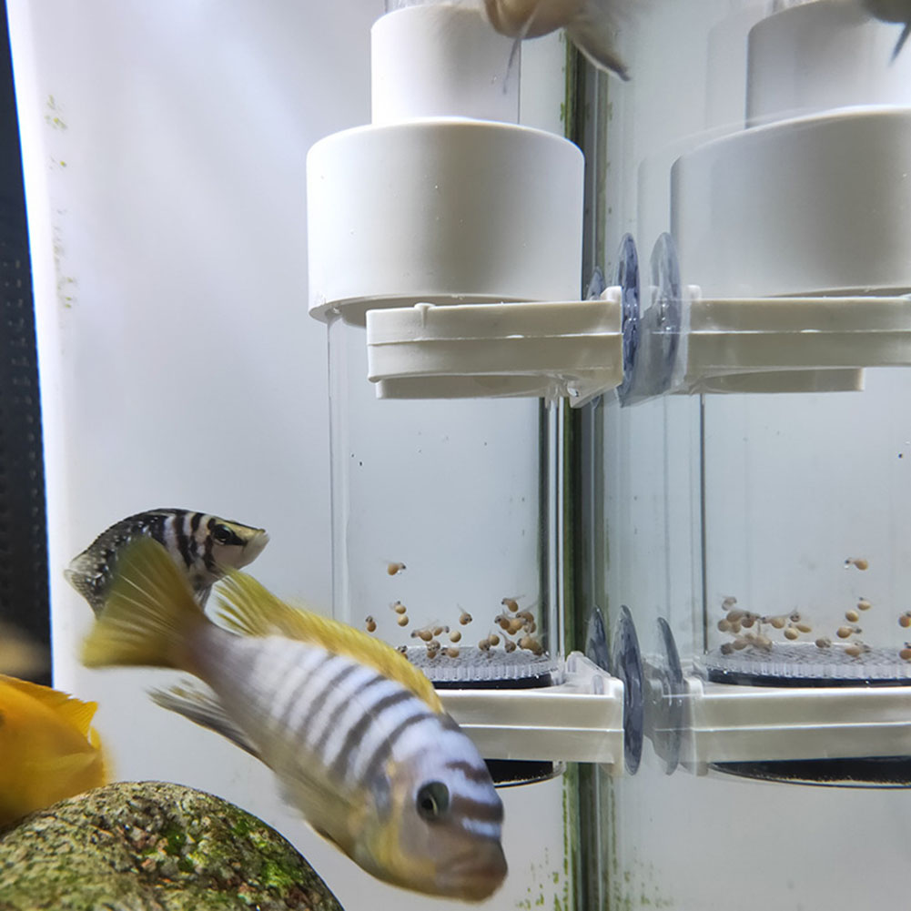 Aquarium Fish Eggs - Incubadora de Ovos de Cíclidos de