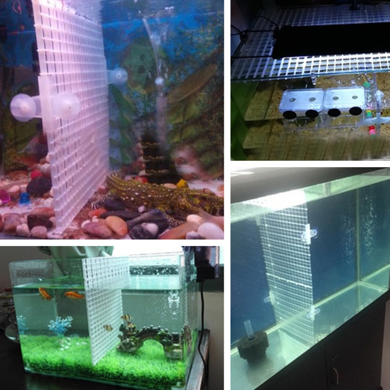 Peixe para divisor tanque caix - Aquarium Fish Eggs avaliação e preço