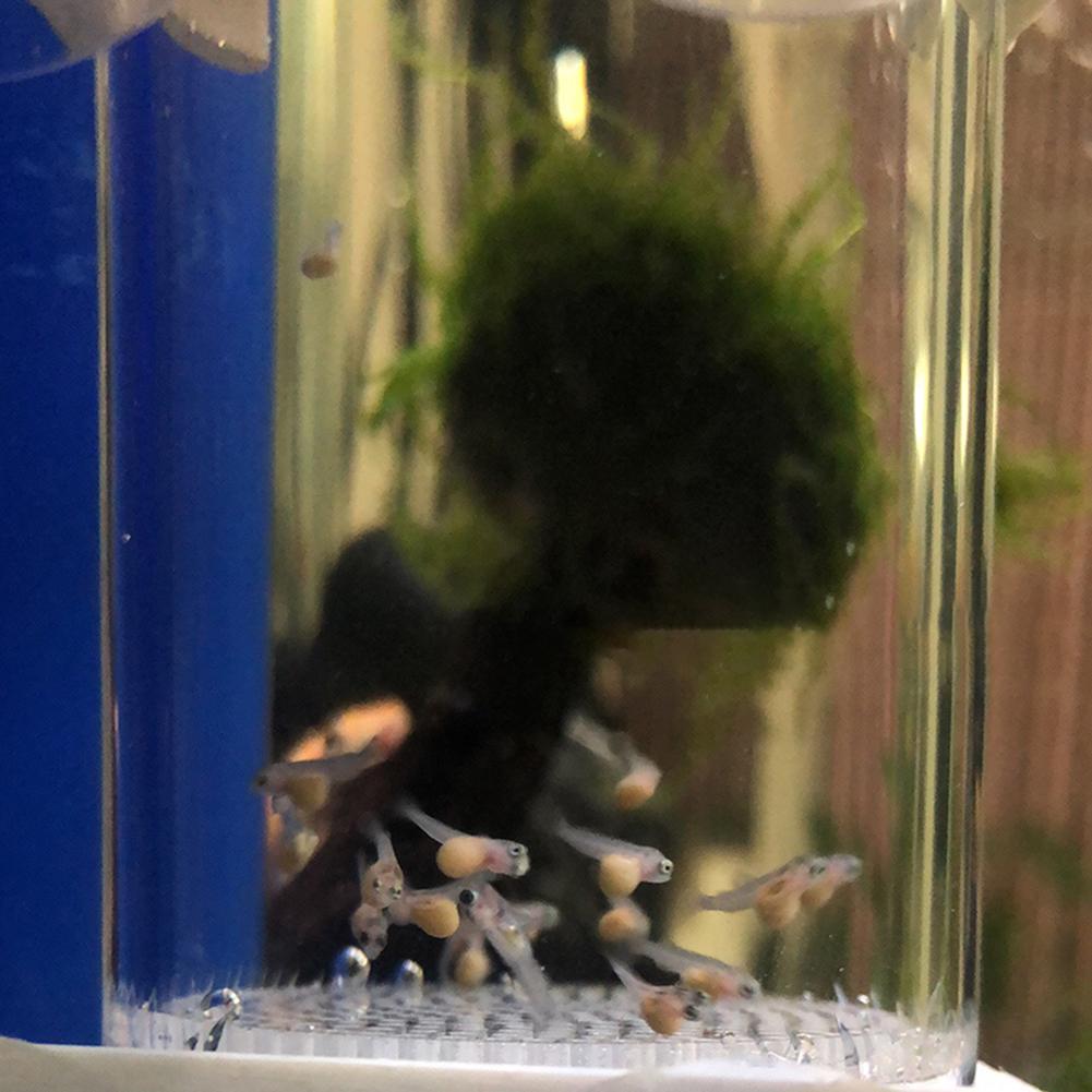 Incubadora de Ovos de Peixe de - Aquarium Fish Eggs avaliação e preço