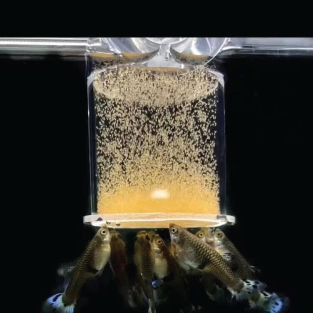 Alimentador de camarão de salm - Aquarium Fish Eggs avaliação e preço
