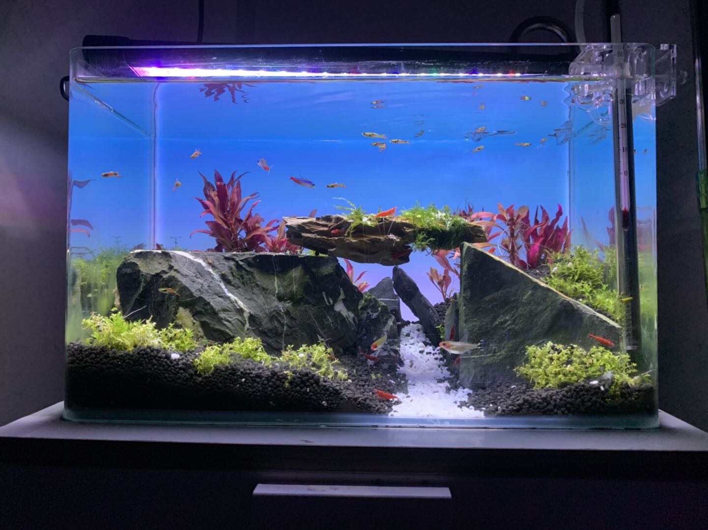 Luz de Aquário com Mudança de  - Aquarium Fish Background avaliação e preço